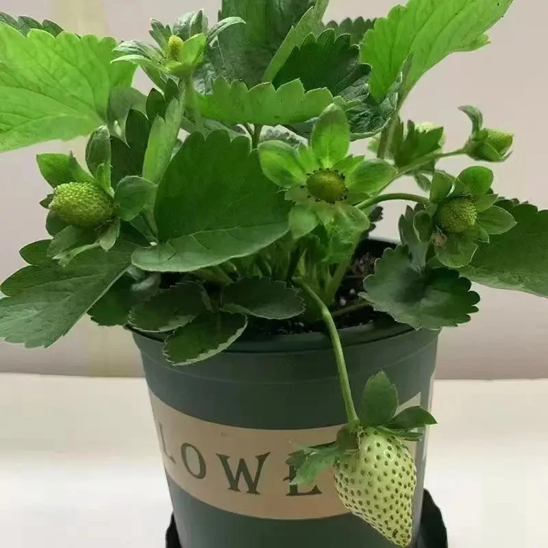 （带花带果带盆）草莓盆栽好养植物阳台种植草莓苗净化空气好养易活