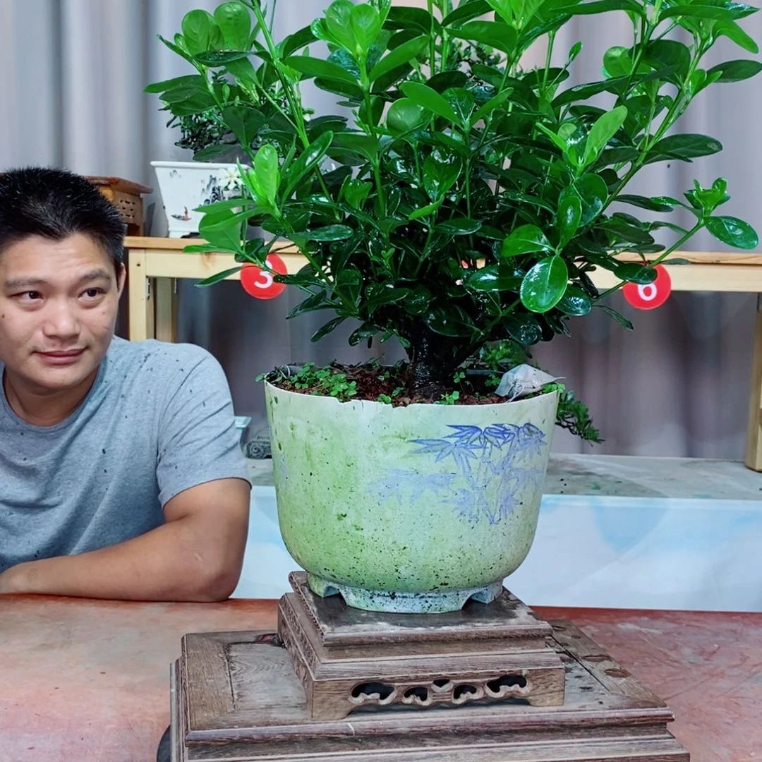 栀子花开了花开花了
