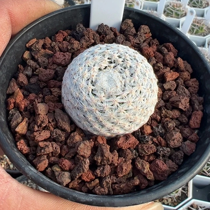 完全开放白鸟带盆