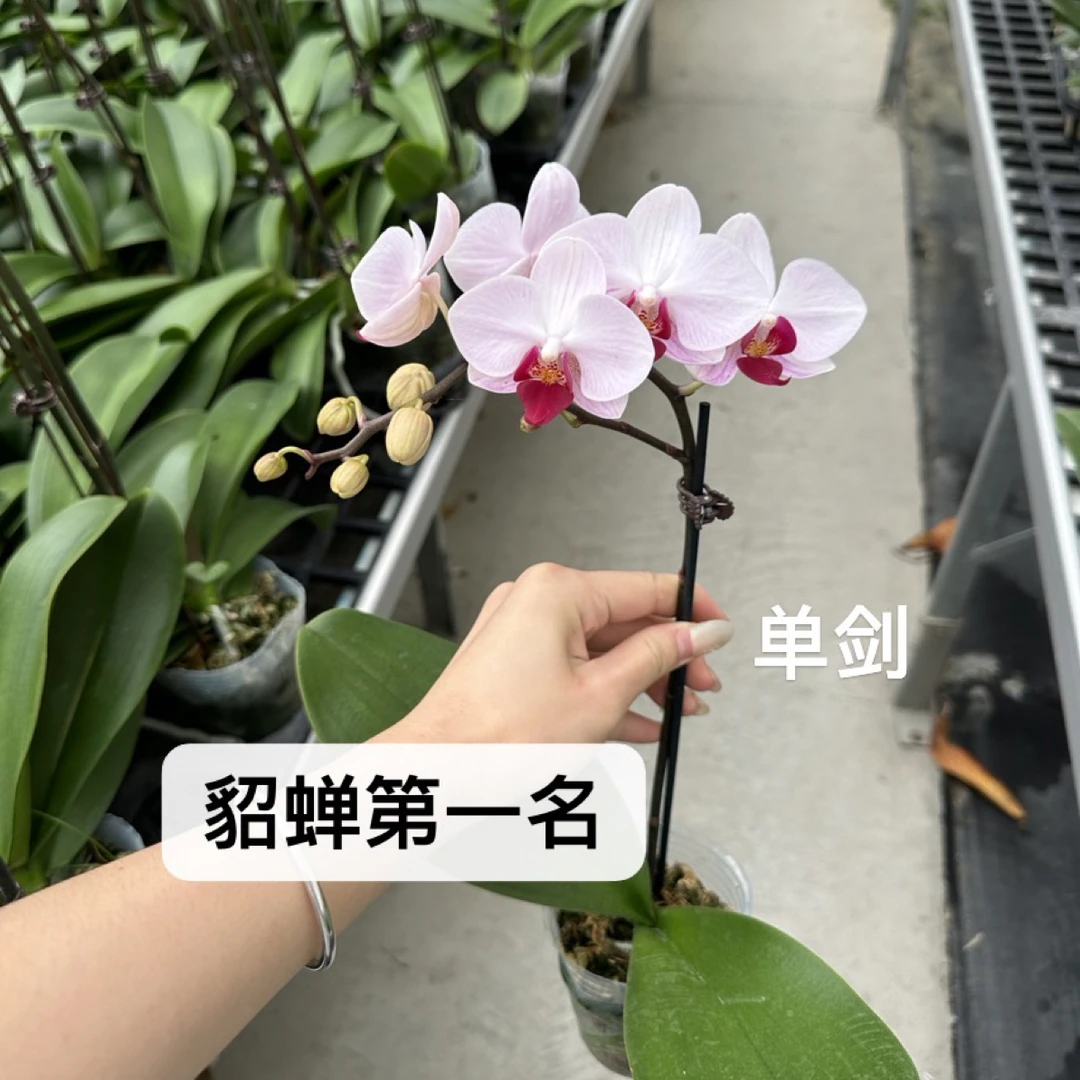 【貂蝉第一名】2.8寸 高品耐养桌面款蝴蝶兰