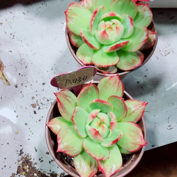 虚****惊鸿仙子多肉植物B37A30