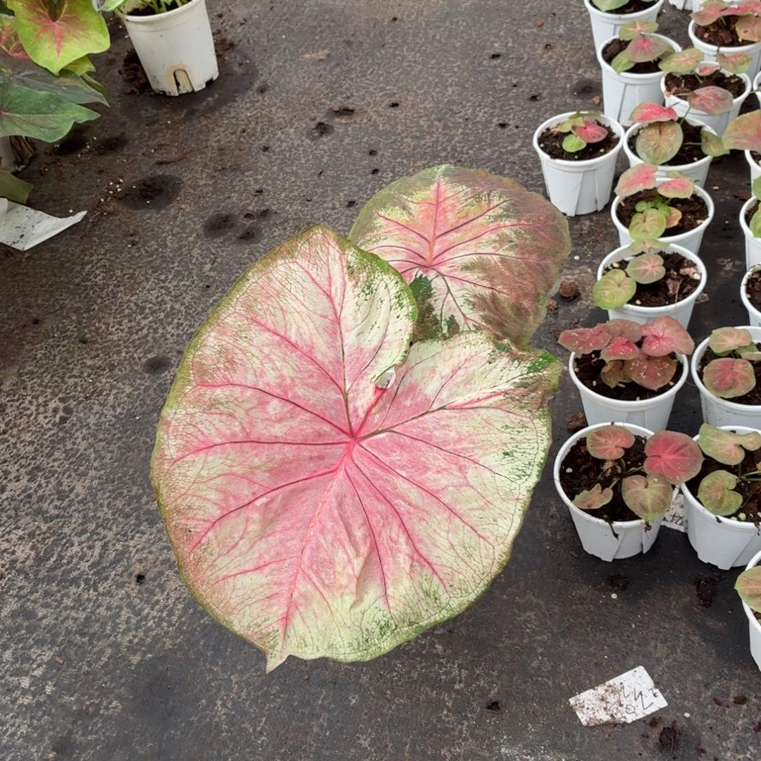 大部分花苞少量开放海王