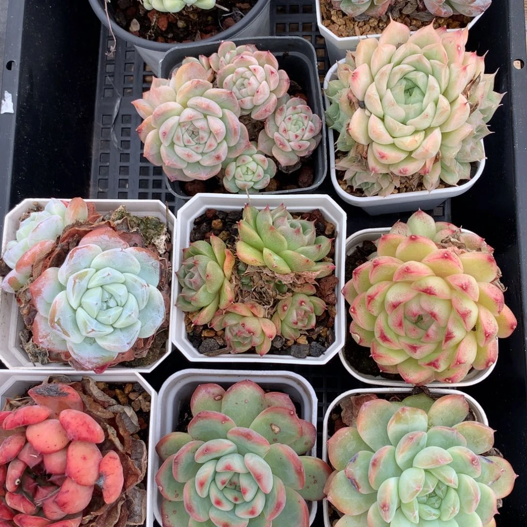 1108-27 套餐一组