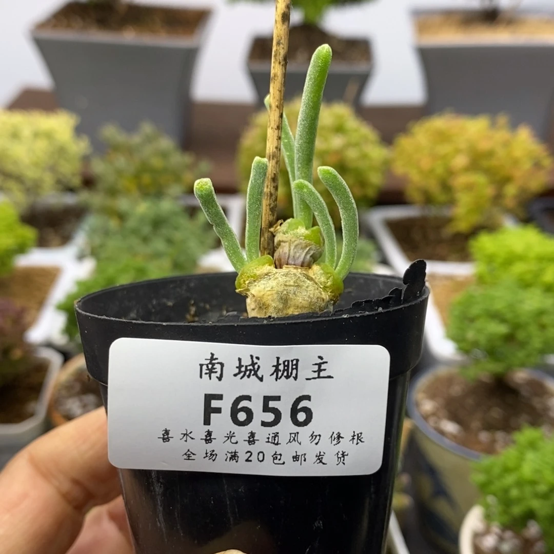 656碧光环兔子番杏