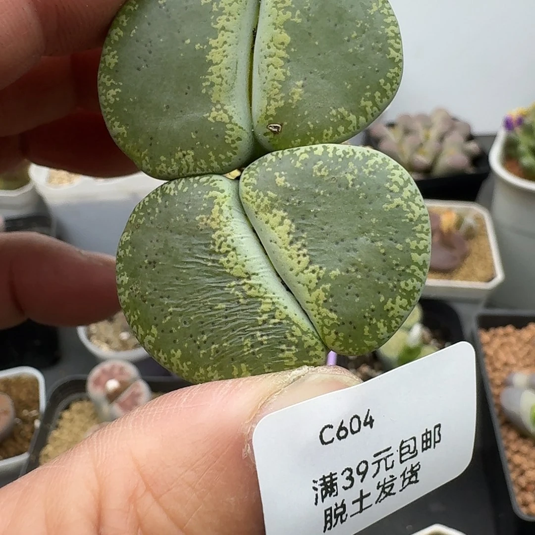 604多肉哈哈哈哈哈哈
