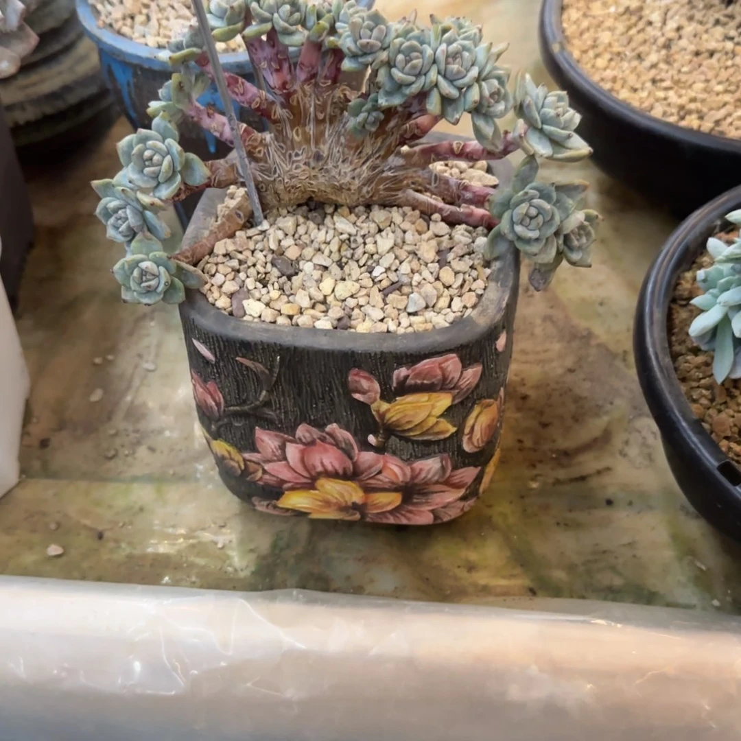 好*多肉植物一物一拍