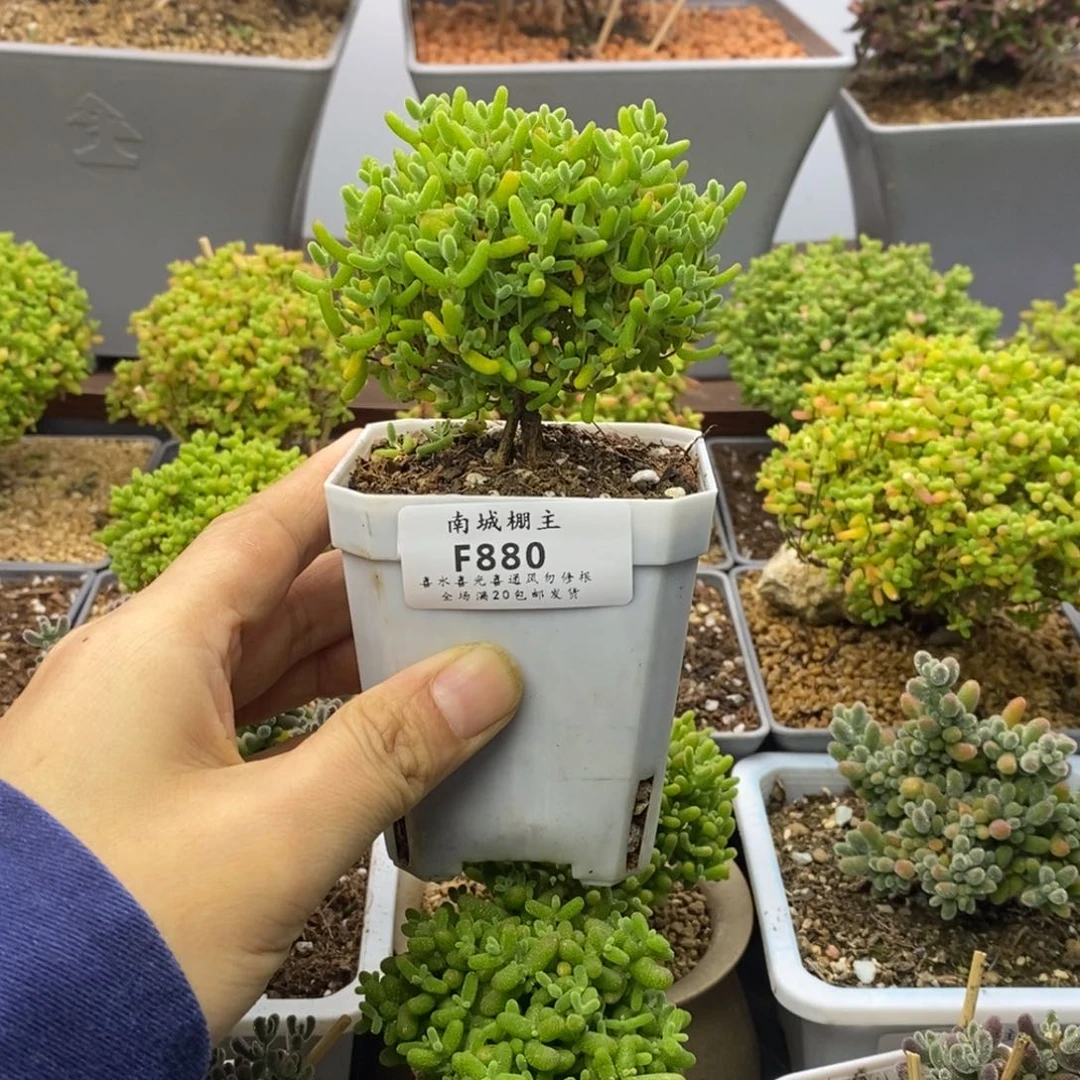 880蜜橘糖球枝干番杏