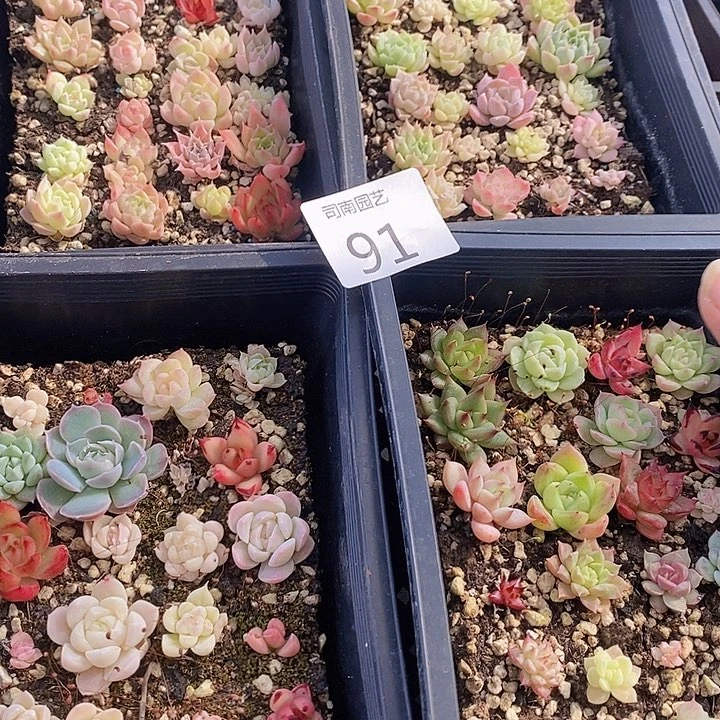 91 多肉植物盆栽植物