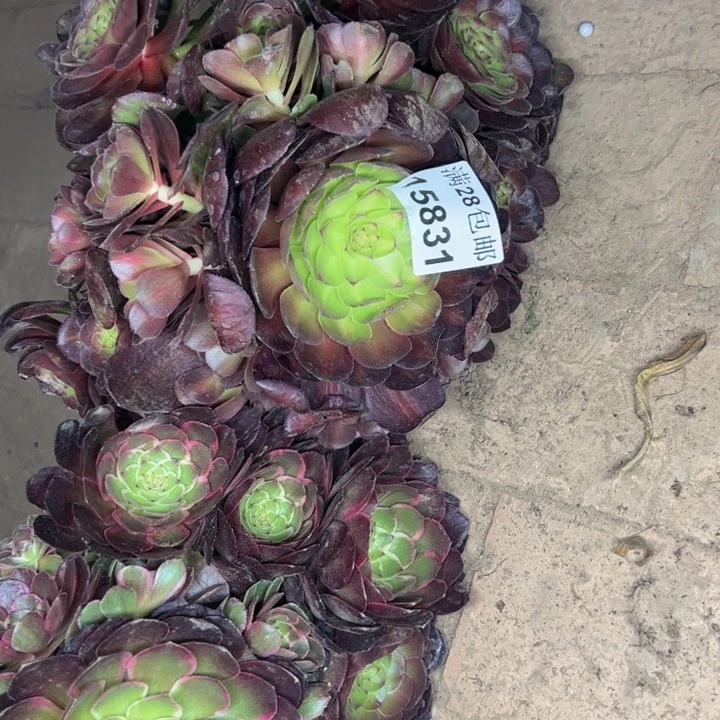 15831两颗不包损多肉