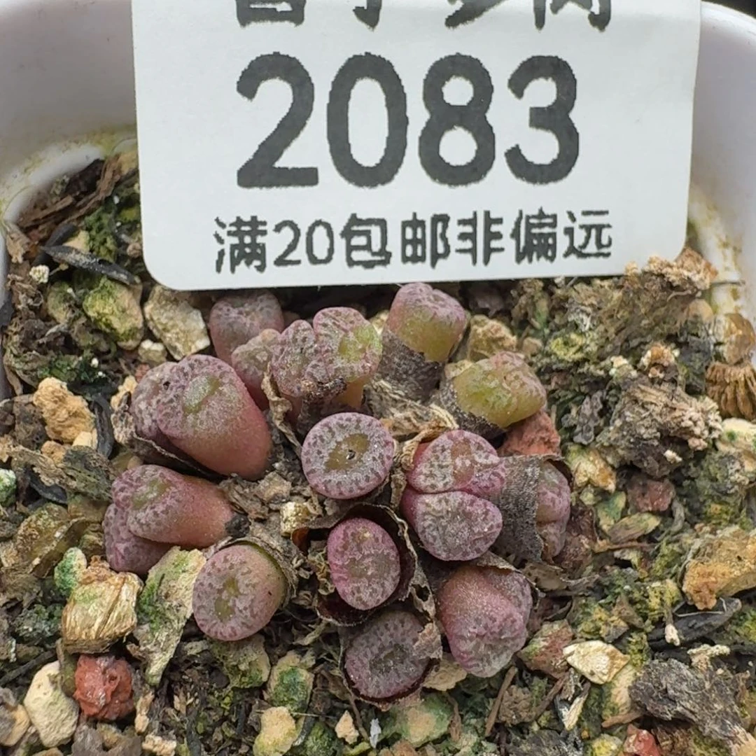 红珊瑚带盆土。