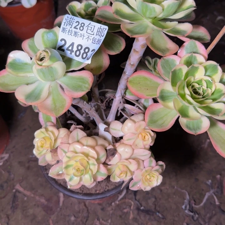 24883南燕子多肉植物
