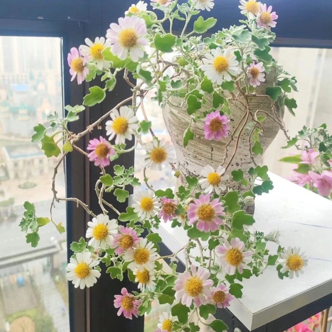 野菊菊耐寒耐热多年生