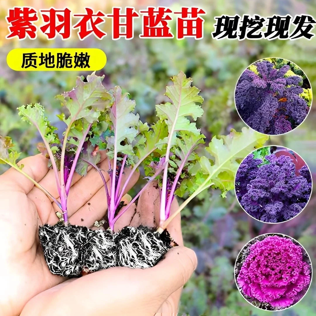 羽衣甘蓝一物一拍