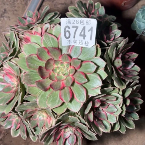 莲花座多肉植物法师6741