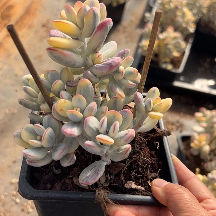 无花朵610号福娘锦无砍