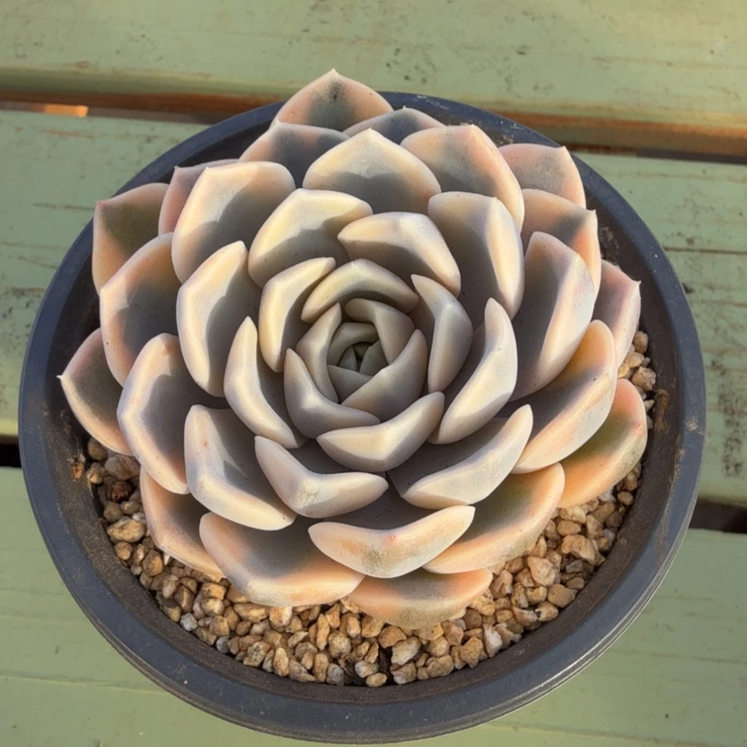 汉堡锦锦上园艺一物一拍