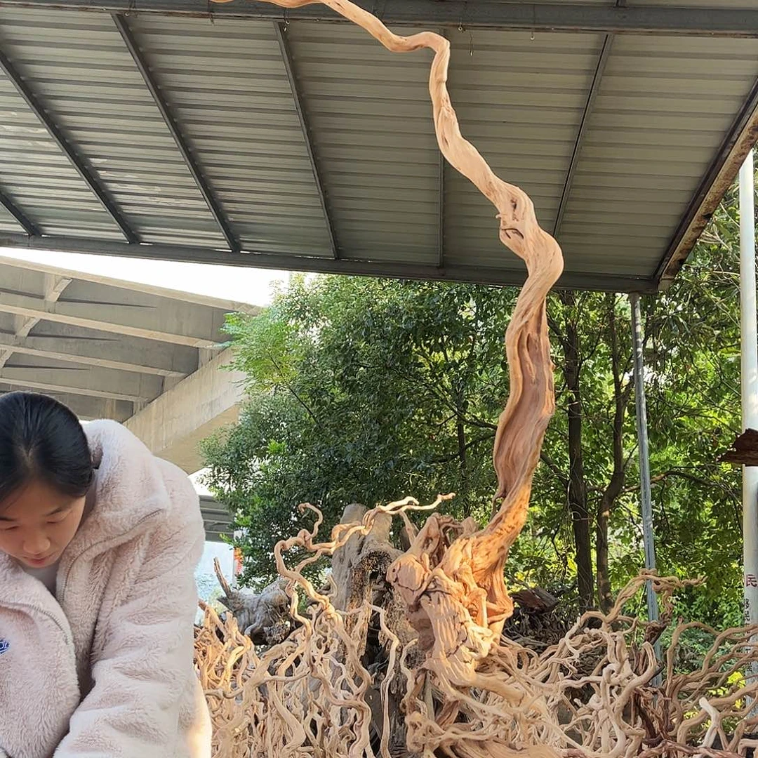 用***9木杜鹃根是一个很好的人都不