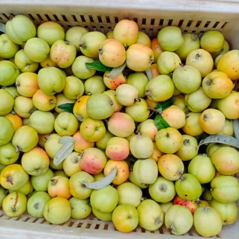 云南嫁接酸多依芽临沧特产孕妇酸果稀有水果嫩多依果5斤包邮送