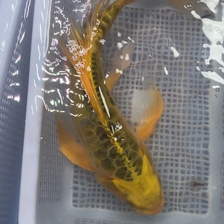 锦鲤冷水锦鲤包邮