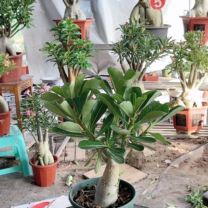 用***6完全开放沙漠玫瑰