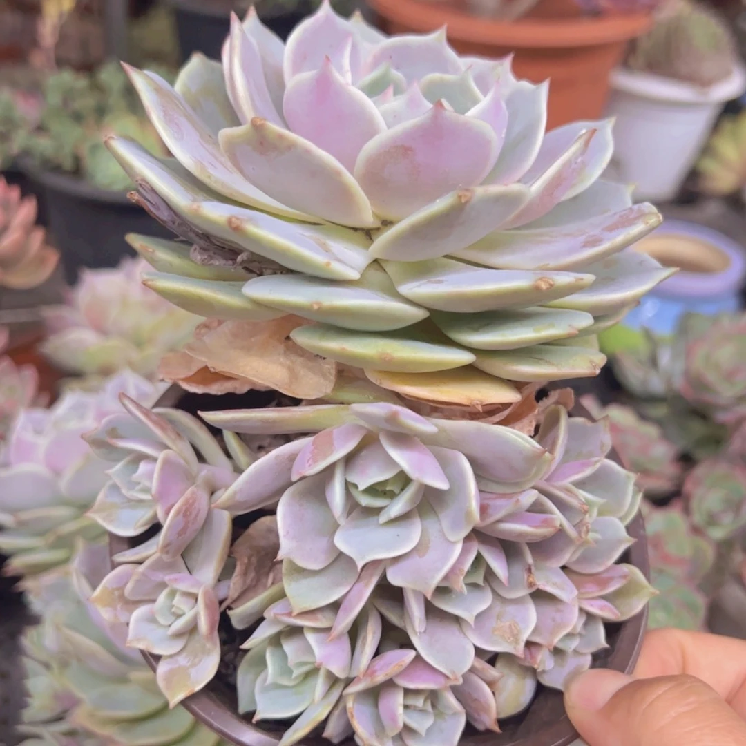 露娜莲大单头带仔，120杯