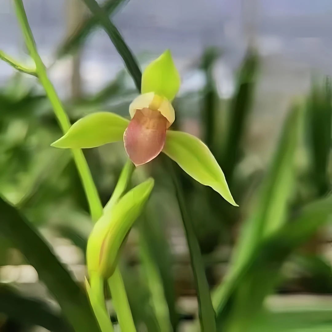 【建兰-红玉素】古道兰艺高山国兰 易养活无温室阳台养兰