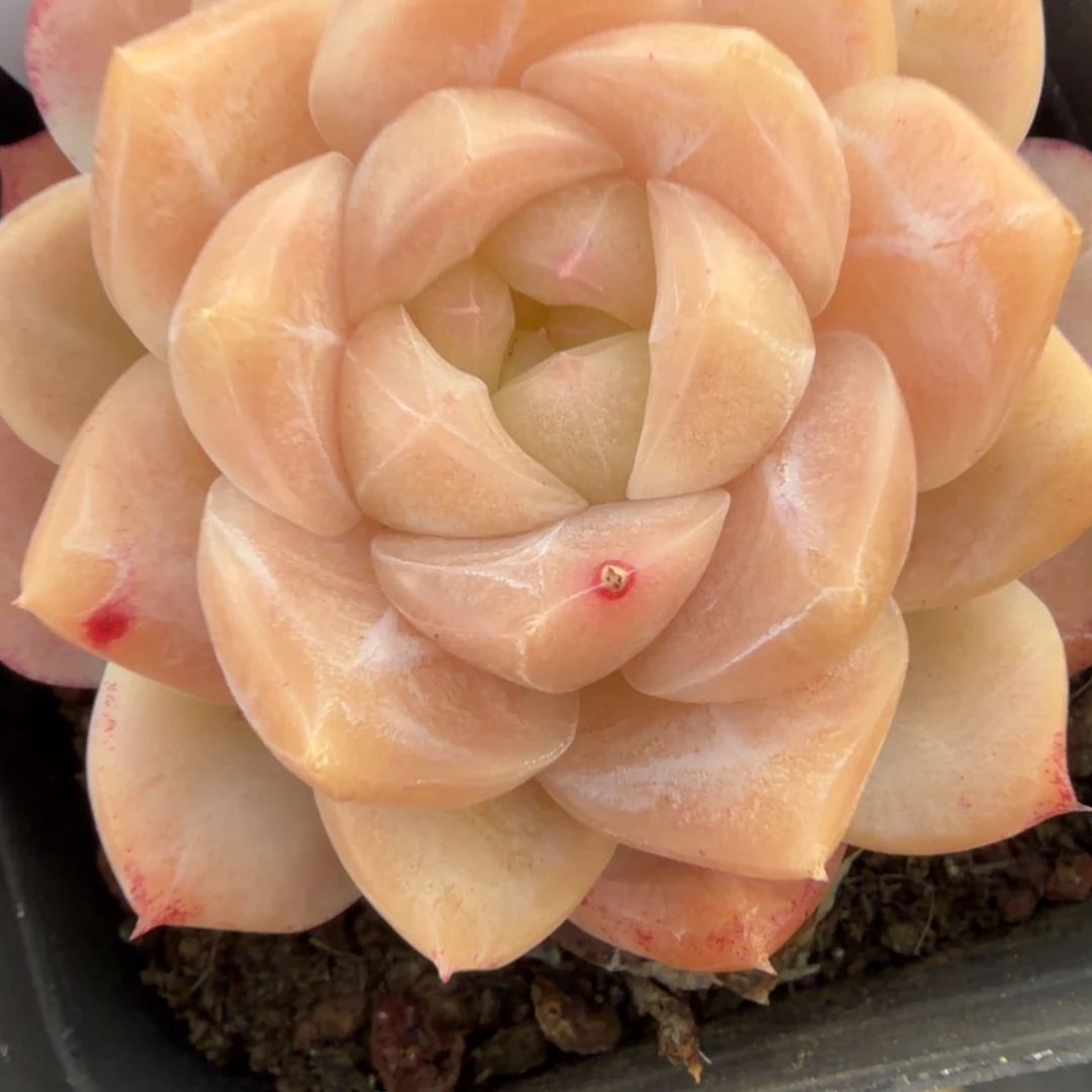 95东篱下多肉植物哈哈哈95