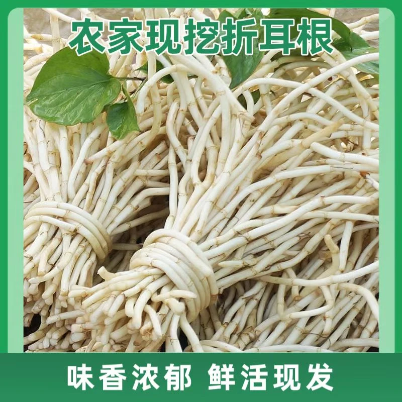 成都家乡味农家现挖新鲜粗脆嫩根折耳根凉拌鱼腥草味香浓郁