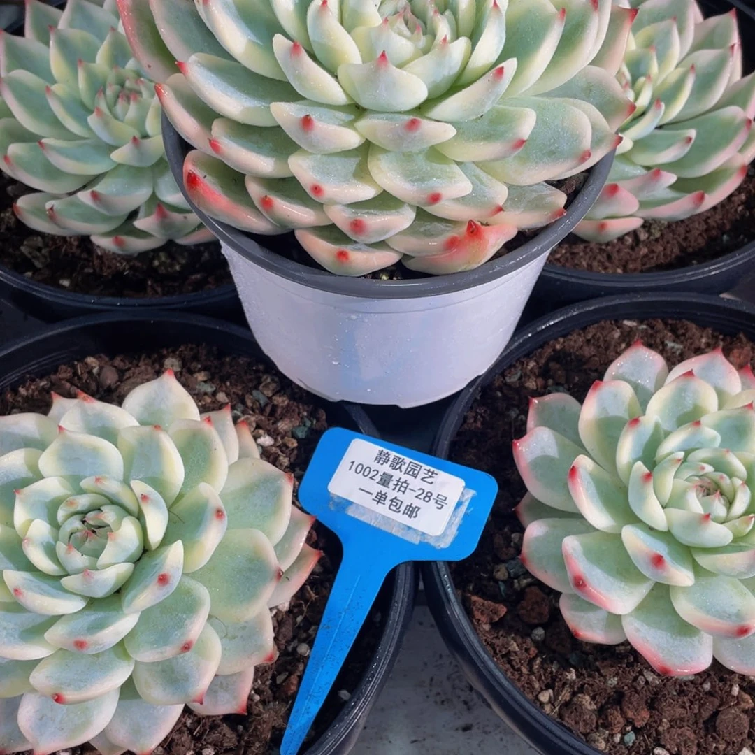 1002-28-吉娃娃锦大单头一颗