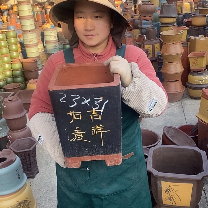 紫砂花盆盆栽花卉苗木种植