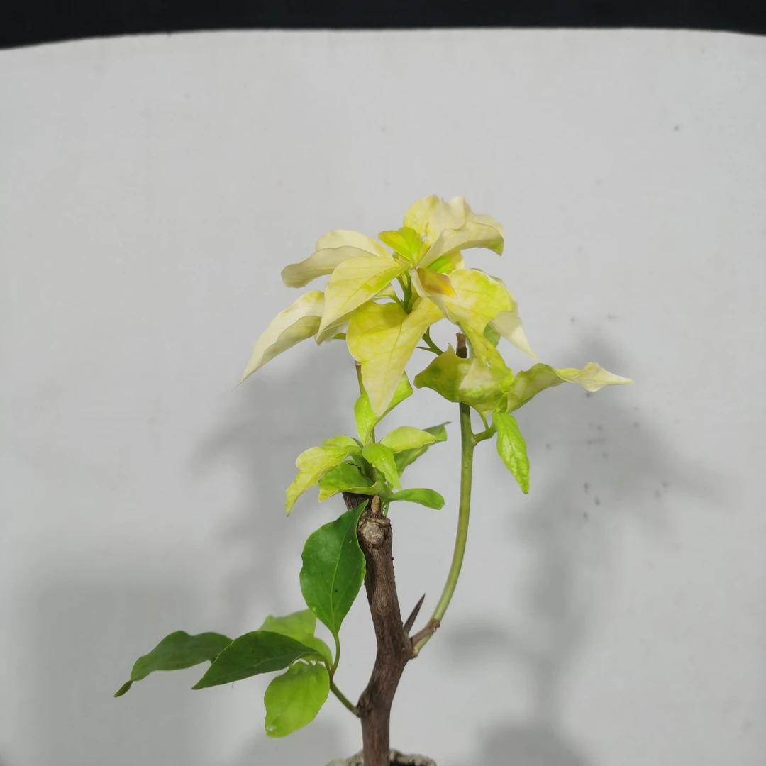 原生的三角梅美叶颜值与实力并存