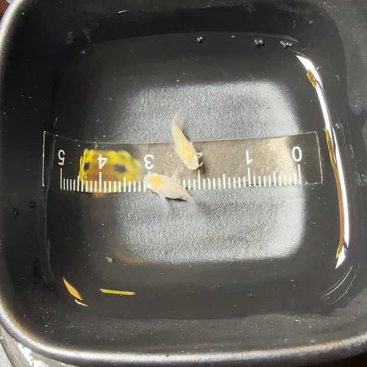 青鳉鱼17号拍品白雪球