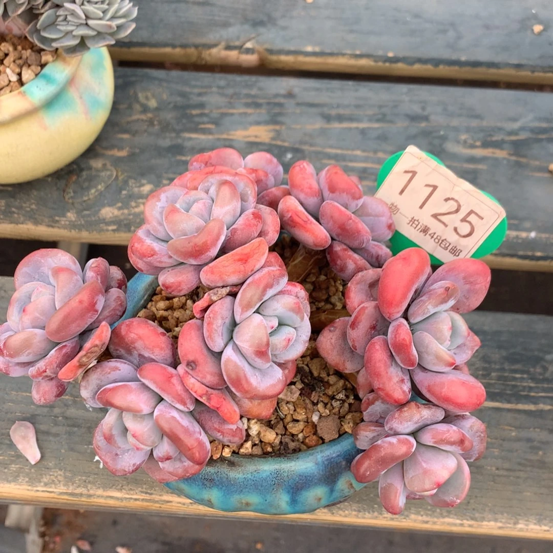 粉兔朵朵缀一物一拍1125