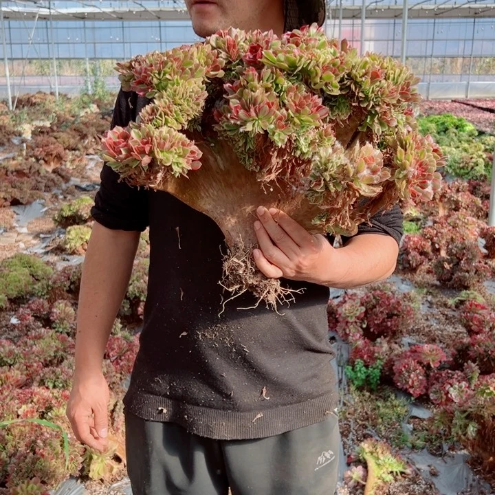 红袖醉话37号多肉法师