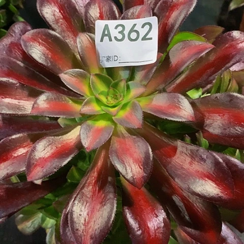 花那362袋土球发货