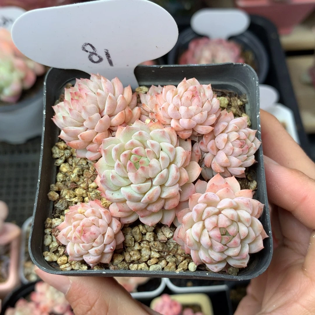 小粉梅捧花群81多肉