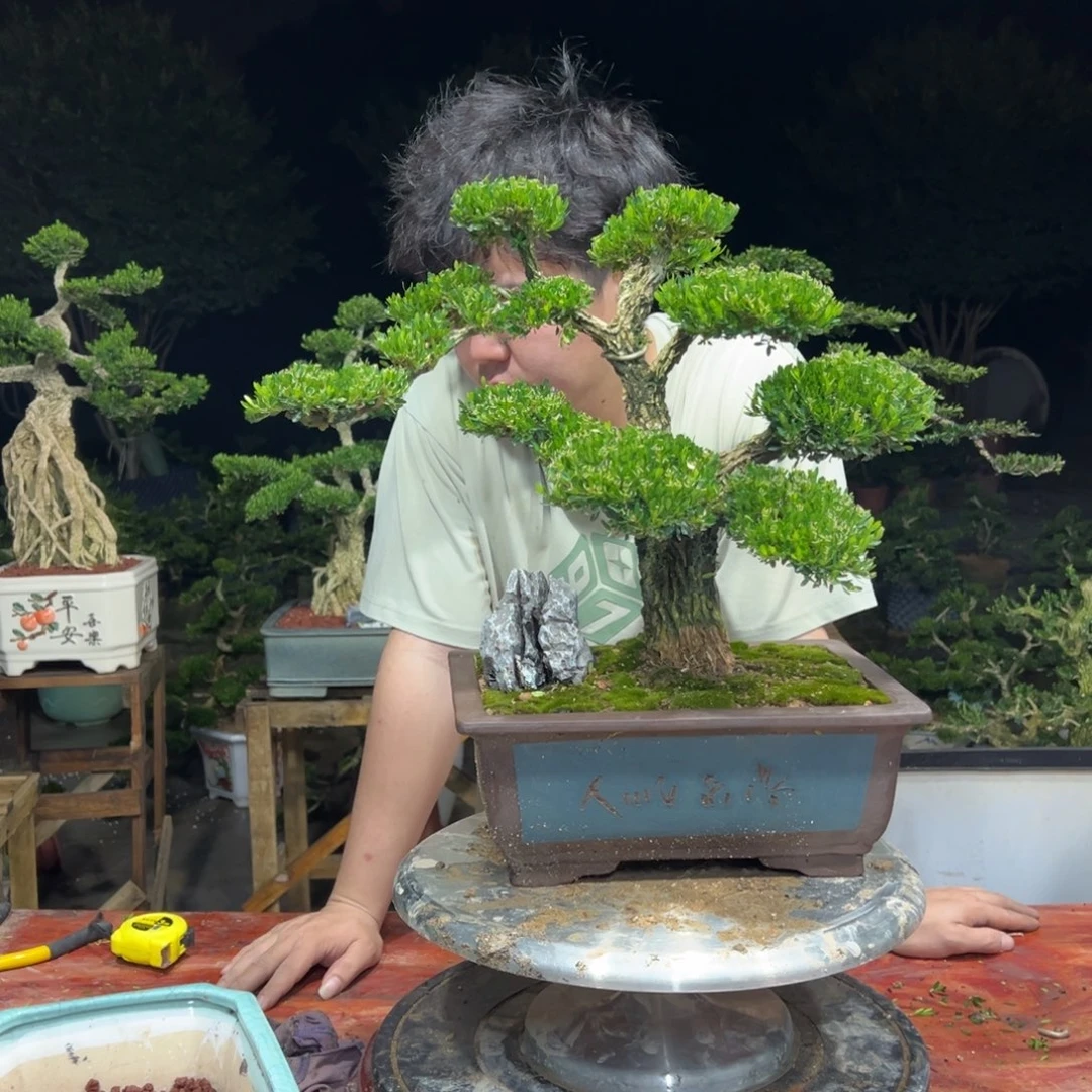 无花朵广东皱皮雀舌黄杨
