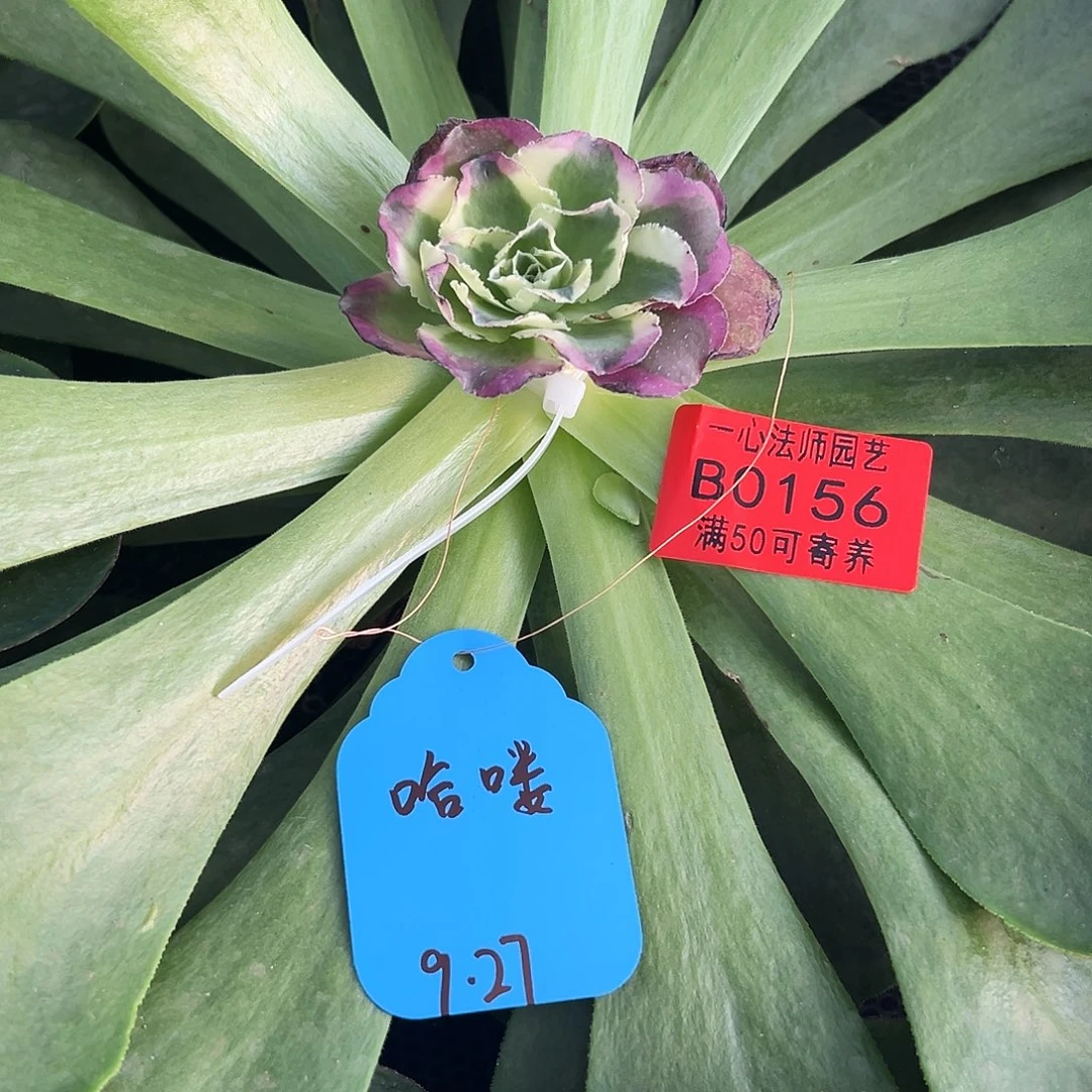 ****喽凤穿牡丹多肉植物0156