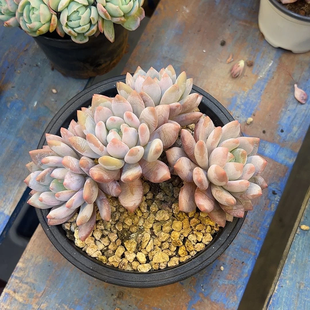 半夏群，，，，，，，，，，，，，