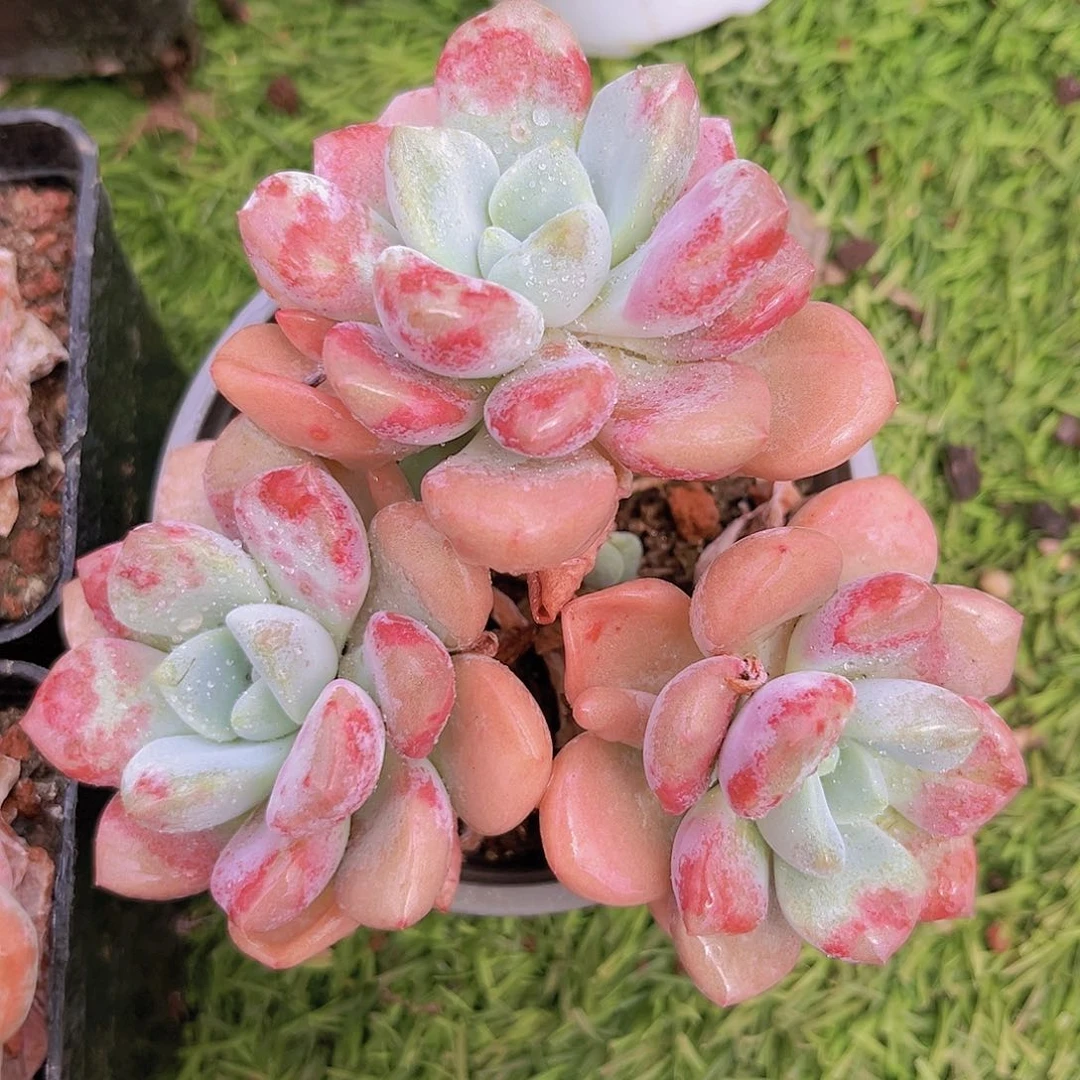 花斑鹿9989889999888888