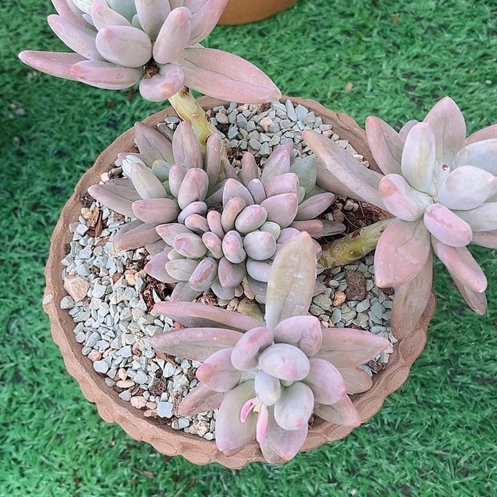 白兰地10218多肉植物