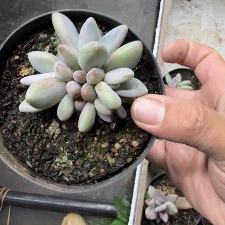 企鹅 群生 一物一拍