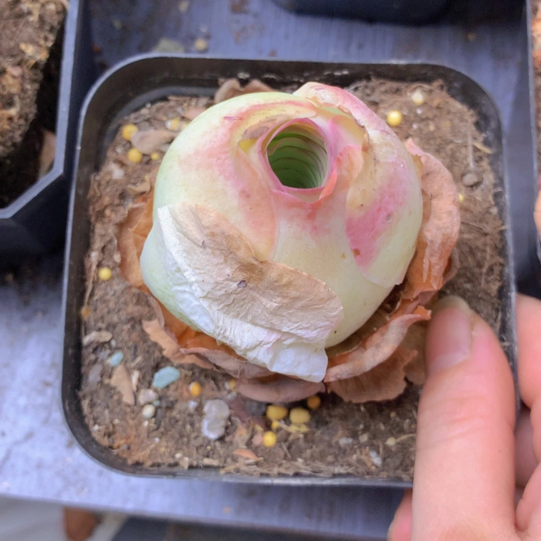 柠***～一物一拍随单福利099