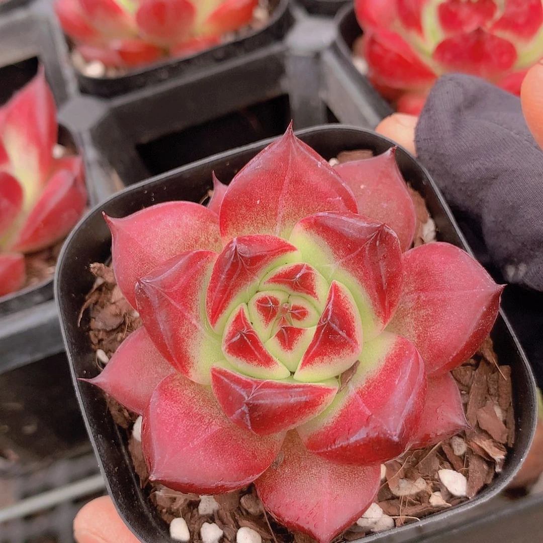 卡焰24678899000244