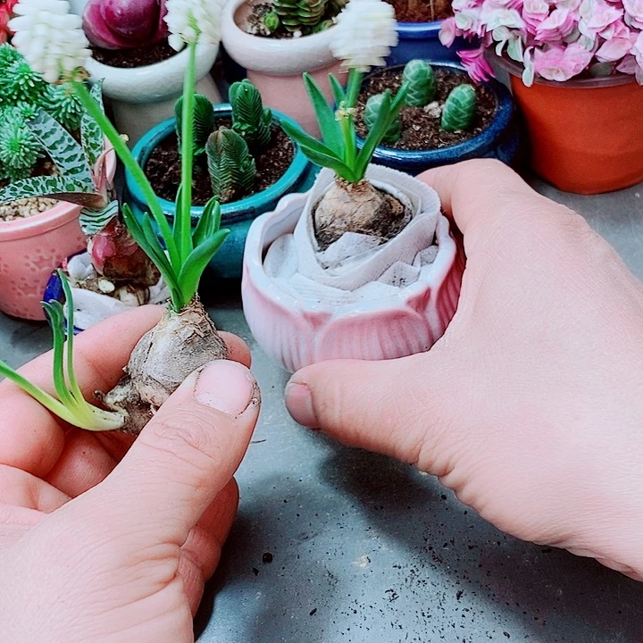 风影子多肉1111111111111