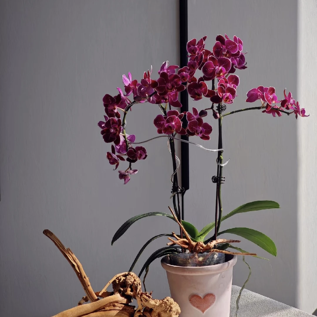 荷兰安祖【托卢卡】蝴蝶兰稀有黑色系带花室内盆栽