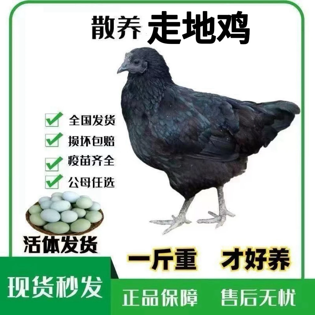 一斤发货纯种五黑绿壳蛋宠物鸡山间散养黑凤鸡发货包邮