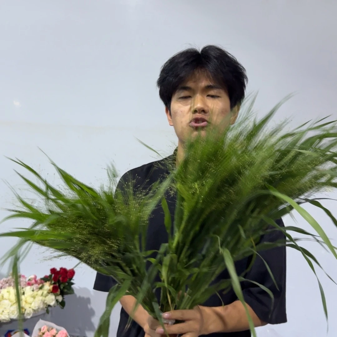喷泉草3扎包邮价秒