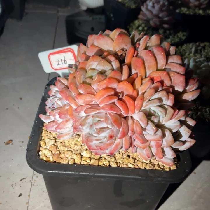 半***雪216多头大群橙梦露58