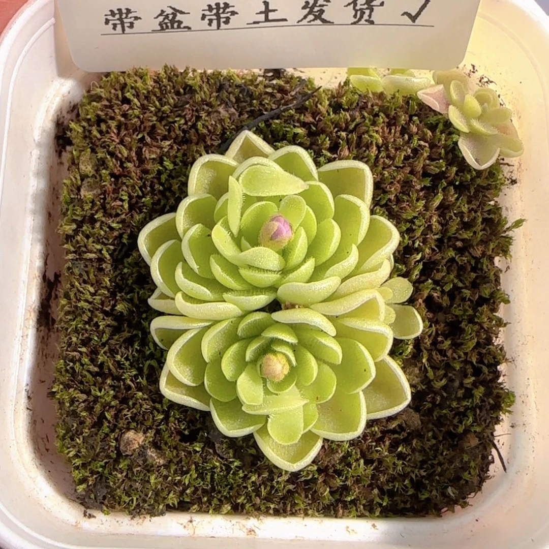 多肉0103-153捕虫堇